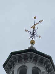 Aves