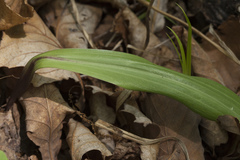 Lilium distichum