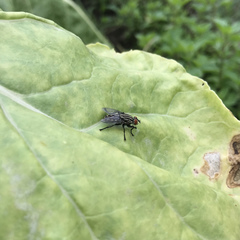Diptera