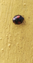 Harmonia axyridis