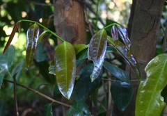Sageraea laurina