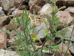 Polemonium pauciflorum
