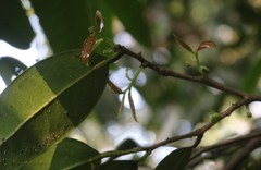 Sageraea laurina