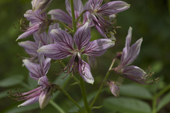 Dictamnus dasycarpus