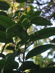 Sageraea laurina