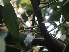 Sageraea laurina