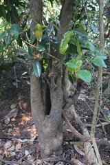 Sageraea laurina