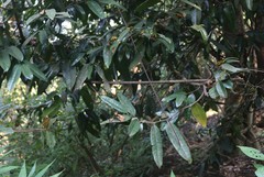 Sageraea laurina