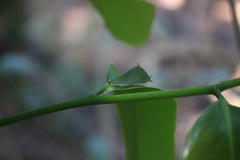 Sageraea laurina