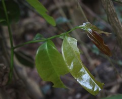 Sageraea laurina