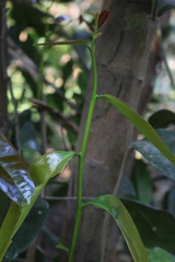 Sageraea laurina