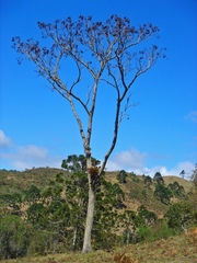 Cedrela fissilis