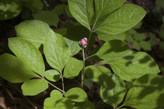 Paeonia obovata