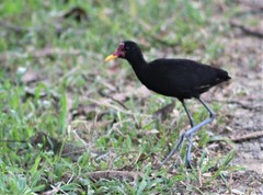 Jacana jacana hypomelaena
