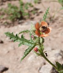 Sphaeralcea laciniata
