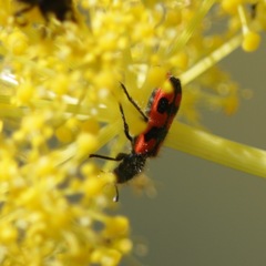 Trichodes creticus