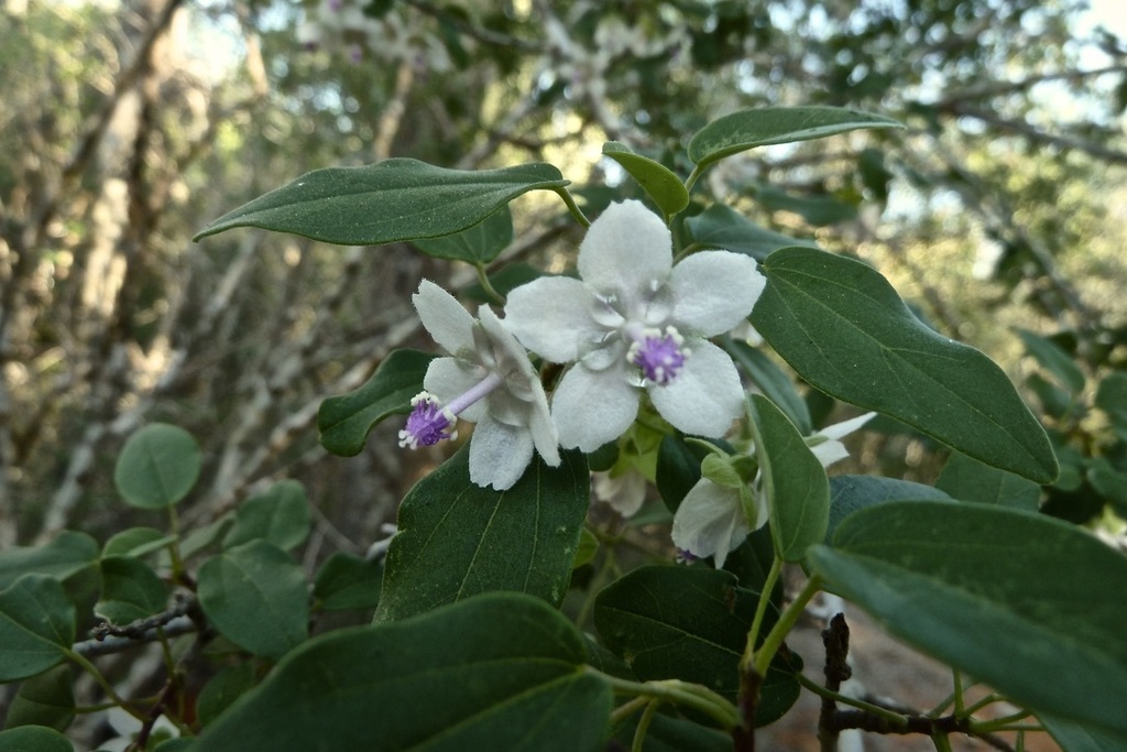 Humbertiella decaryi