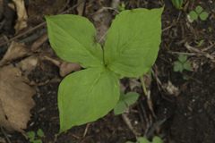 Arisaema amurense