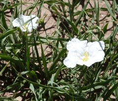 Nierembergia rigida