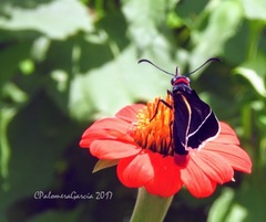 Mysoria affinis