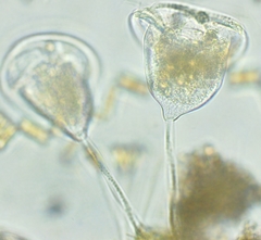 Vorticella campanula