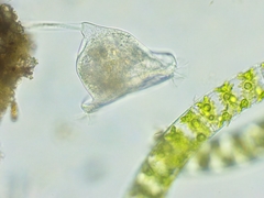 Vorticella campanula