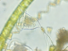 Vorticella campanula