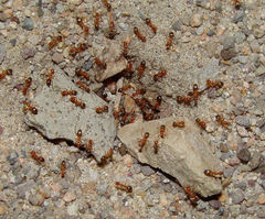 Endiodioctes
