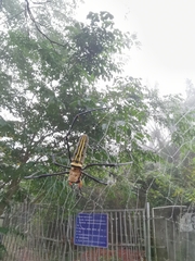 Nephila pilipes