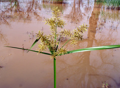 Cyperus digitatus