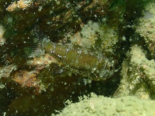Coral siphonfish (Siphamia corallicola) — Apogonidae