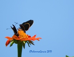 Mysoria affinis