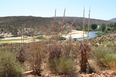 Aloe comosa