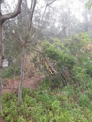 Nephila pilipes