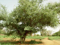 Acacia laeta image