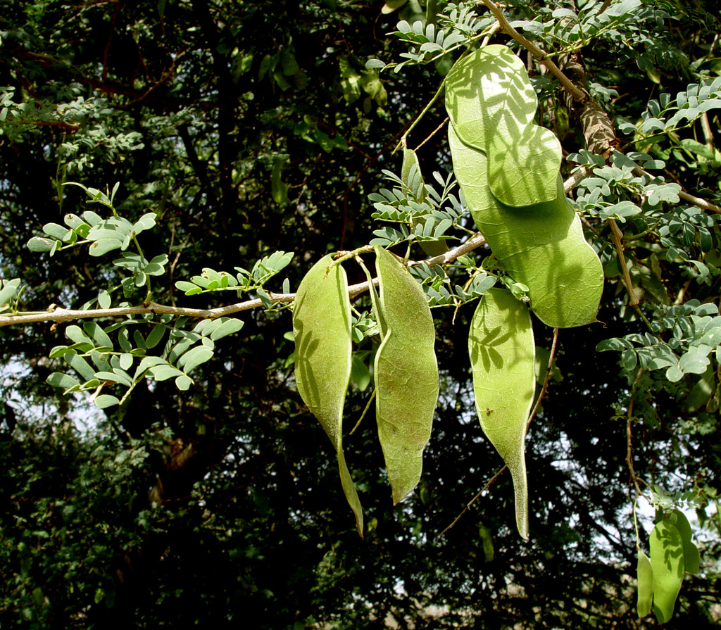 Senegalia laeta