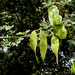 Acacia laeta