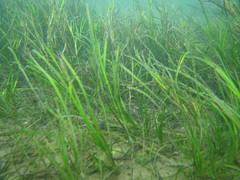 Zostera noltei