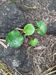 Ornduffia calthifolia