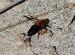 Megachile sicula