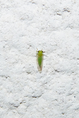 Platycorypha nigrivirga