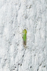 Platycorypha nigrivirga