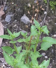 Alonsoa meridionalis