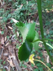 Ornduffia calthifolia