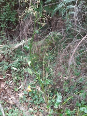 Ornduffia calthifolia