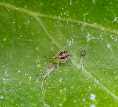 Theridion varians