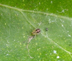 Theridion varians