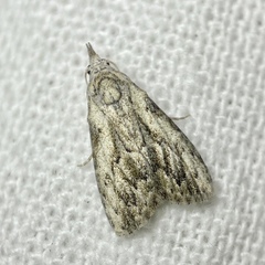 Nola pleurochorda