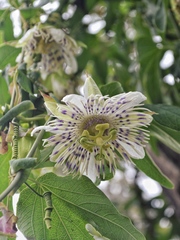 Passiflora tucumanensis