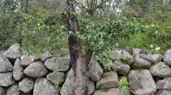 Passiflora tucumanensis